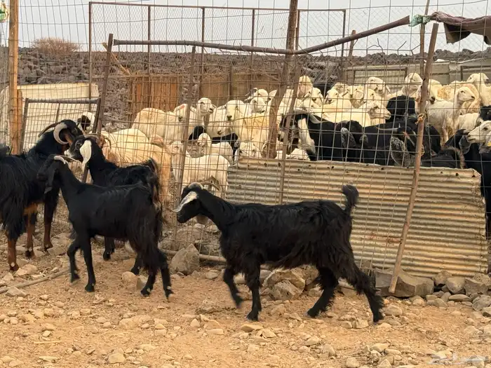 جفار ثنوات بالفحل. تم البيع 3