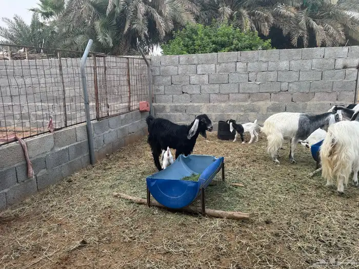 معزى وحريات بو تركي بالخرج خيارك الأفضل إذا دراهمك واجد ياحب 27