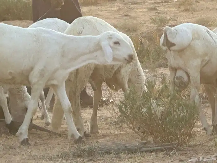 برابر وسواكن مرابي 23