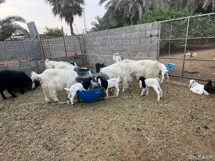 معزى وحريات بو تركي بالخرج خيارك الأفضل إذا دراهمك واجد ياحب 3