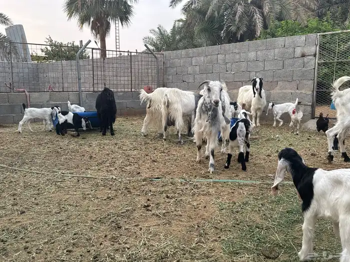 معزى وحريات بو تركي بالخرج خيارك الأفضل إذا دراهمك واجد ياحب 9