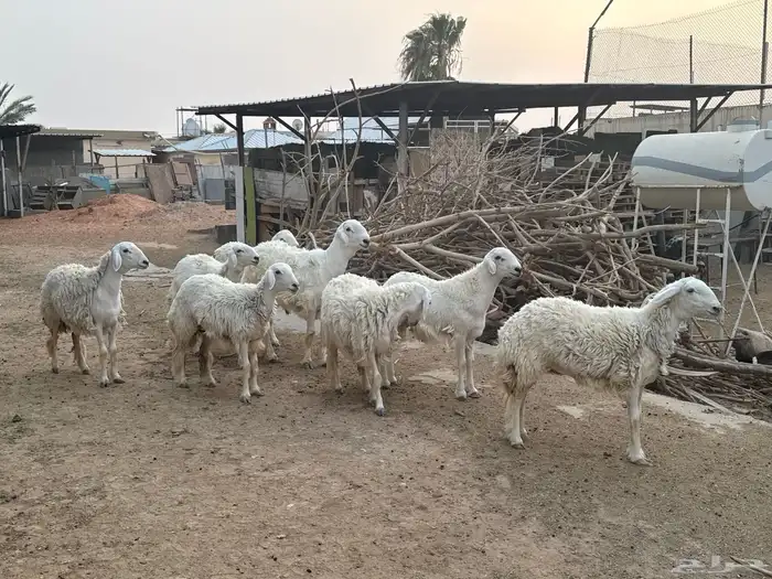 معزى وحريات بو تركي بالخرج خيارك الأفضل إذا دراهمك واجد ياحب 6