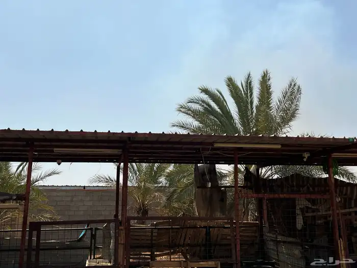 مضلات للحلال 3