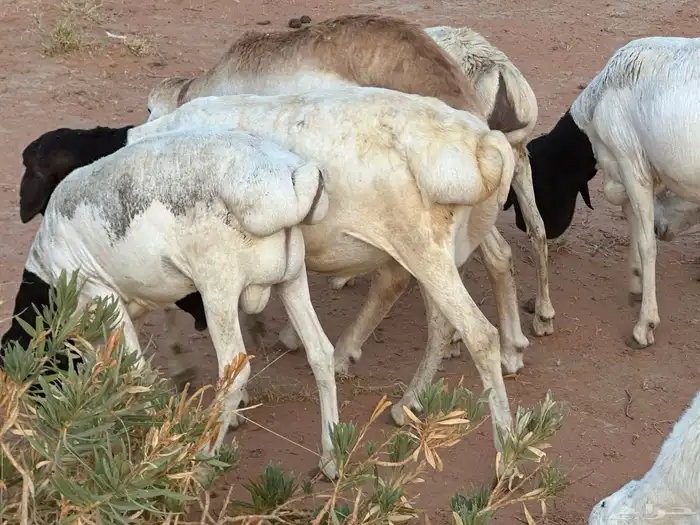 برابر وسواكن مرابي 8