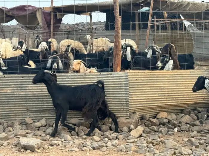 جفار ثنوات بالفحل. تم البيع 5