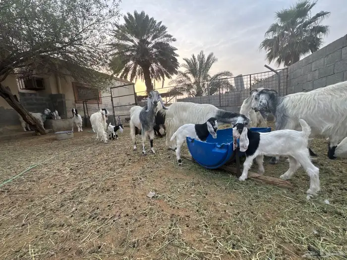 معزى وحريات بو تركي بالخرج خيارك الأفضل إذا دراهمك واجد ياحب 1
