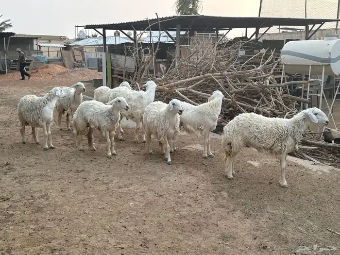 معزى وحريات بو تركي بالخرج خيارك الأفضل إذا دراهمك واجد ياحب 7
