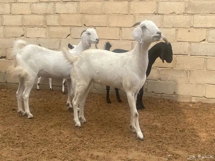 معزا شحم 2