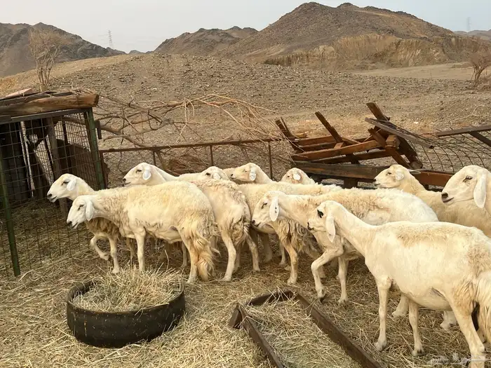 ضان للبيع العدد11 2