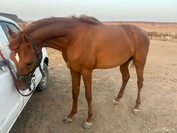 حصان شعبي فاخر قريب للواهو 2