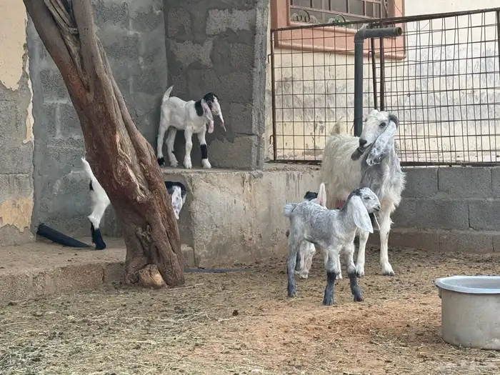 معزى وحريات بو تركي بالخرج خيارك الأفضل إذا دراهمك واجد ياحب 23