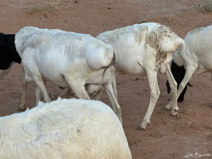 برابر وسواكن مرابي 9