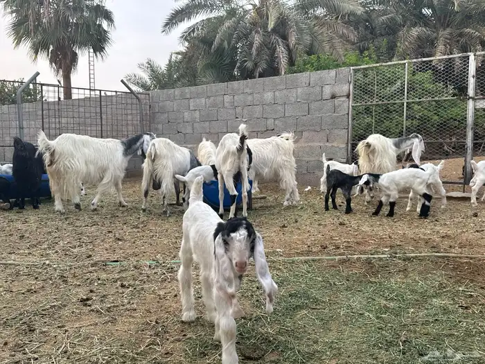معزى وحريات بو تركي بالخرج خيارك الأفضل إذا دراهمك واجد ياحب 13