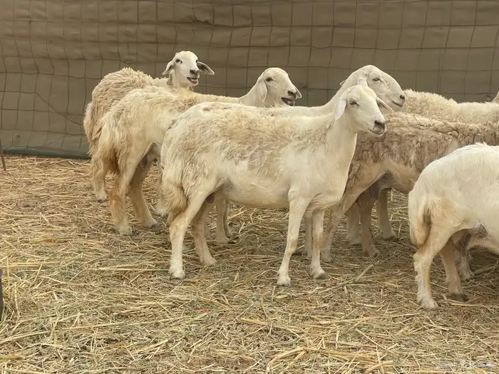 غنم حريات مراح وحد ولد ودفيع غنم كفو منوة القاني 8