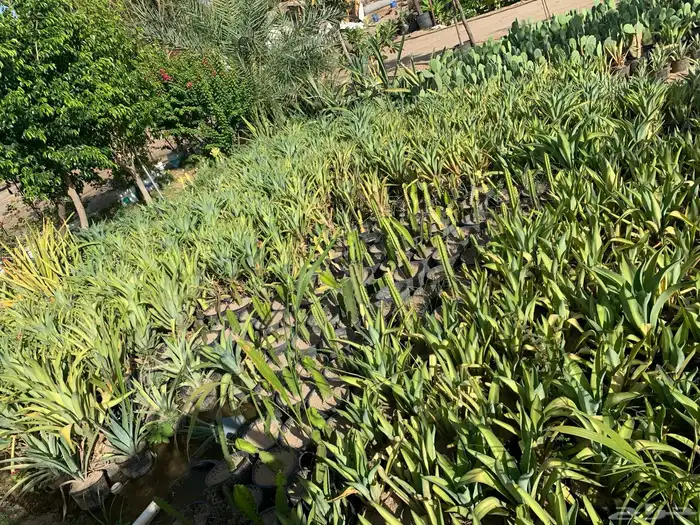 ثيل طبيعي او نجيله مضمونه مشروطه درجه اولى 21