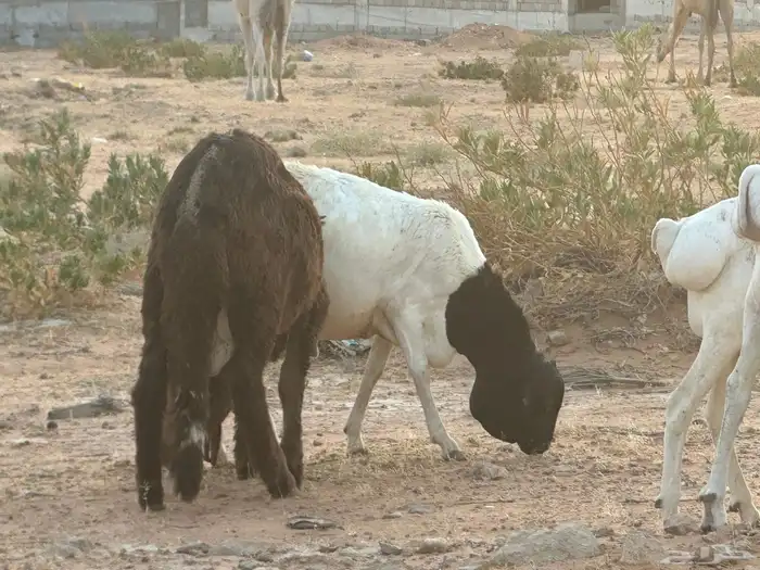 برابر وسواكن مرابي 25