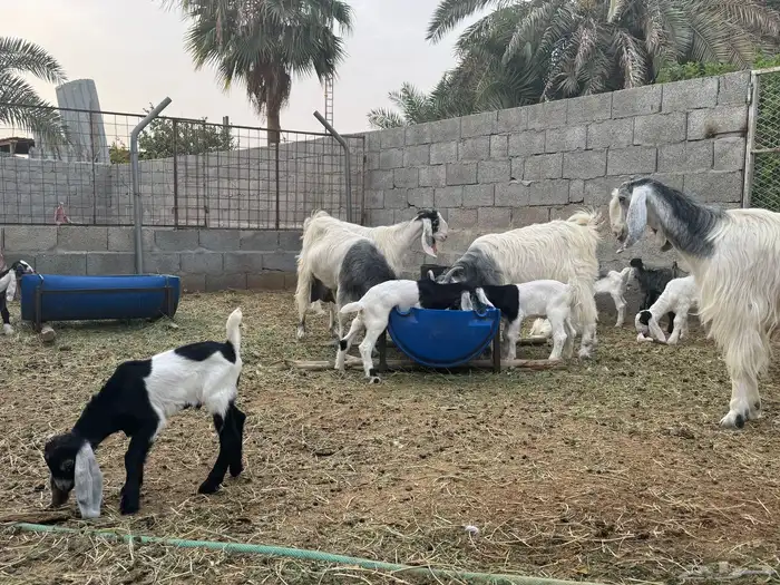 معزى وحريات بو تركي بالخرج خيارك الأفضل إذا دراهمك واجد ياحب 22