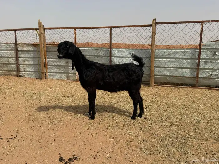 البيع عنز شامية في الخرج 11