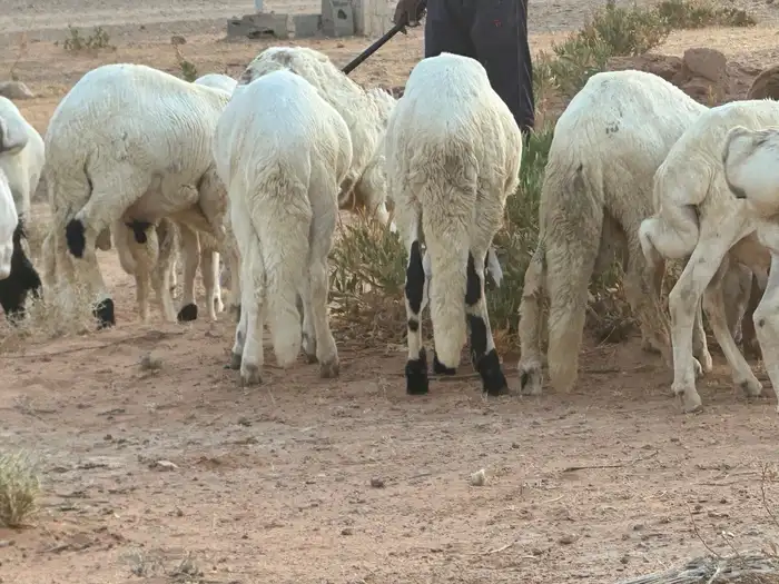 برابر وسواكن مرابي 29