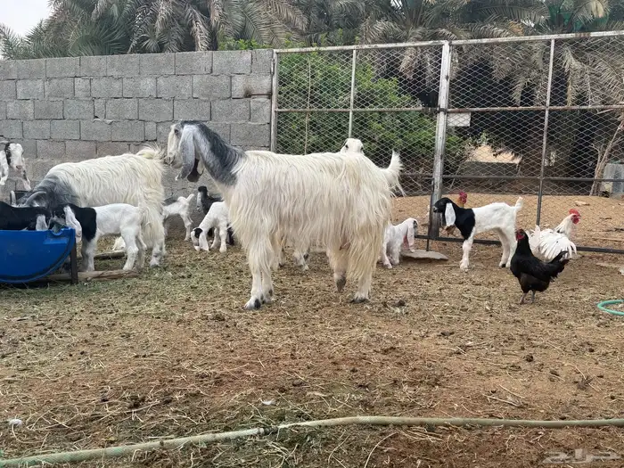 معزى وحريات بو تركي بالخرج خيارك الأفضل إذا دراهمك واجد ياحب 21