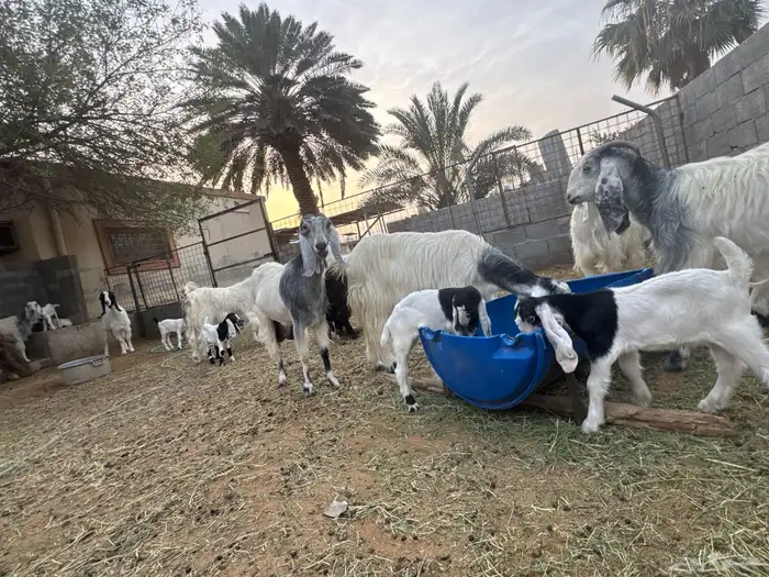 معزى وحريات بو تركي بالخرج خيارك الأفضل إذا دراهمك واجد ياحب 2