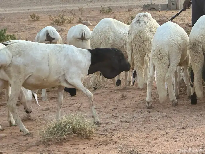 برابر وسواكن مرابي 28