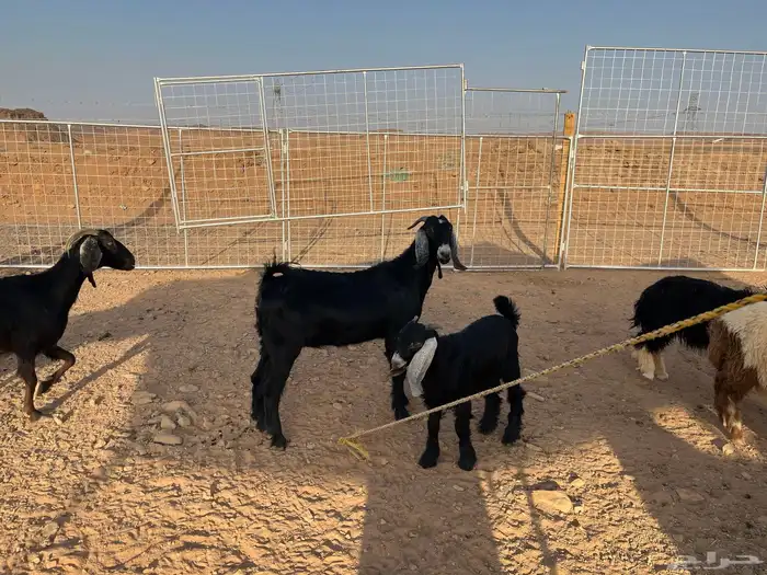 جفره ثنيه للبيع 3
