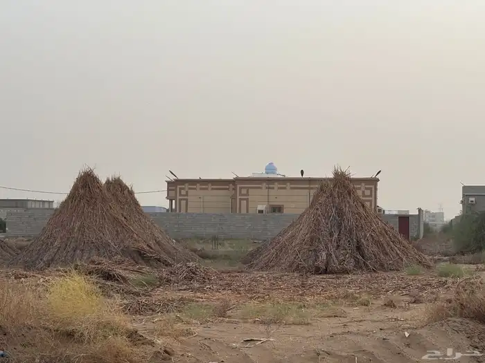 قصب خريف 1