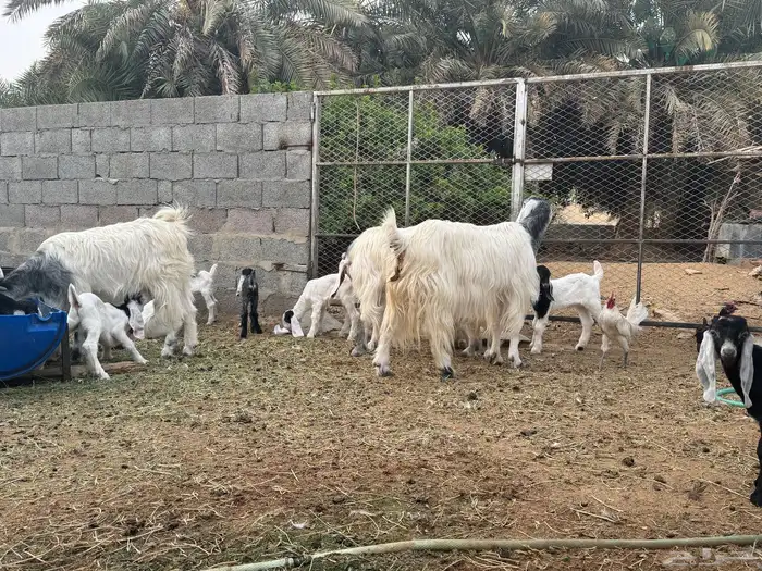 معزى وحريات بو تركي بالخرج خيارك الأفضل إذا دراهمك واجد ياحب 24