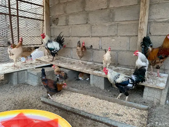 دجاج كفو موقع بيشه جميع بيع جمله . 9