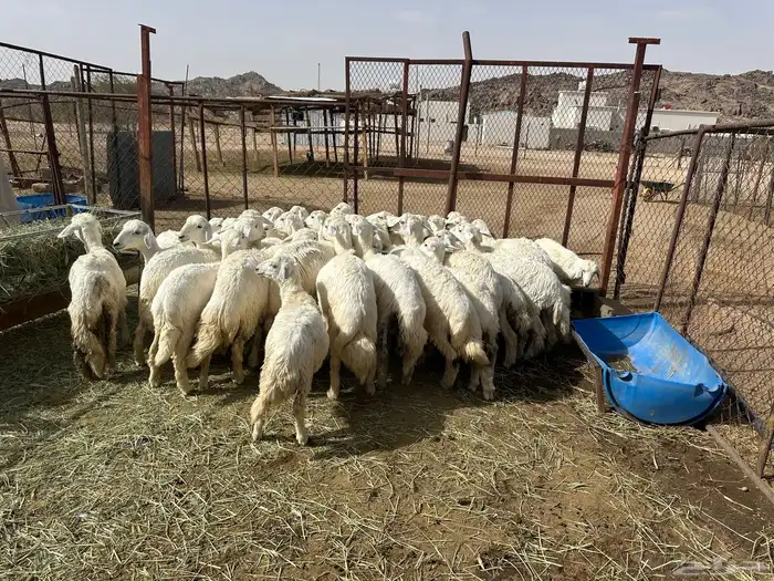 بهم للبيع 39 راس من انتاج المراح 0