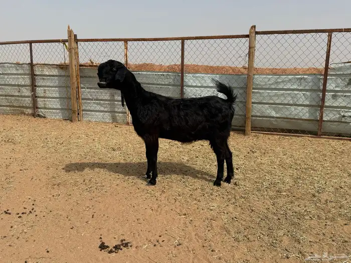 البيع عنز شامية في الخرج 6