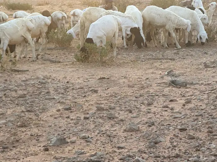 برابر وسواكن مرابي 20