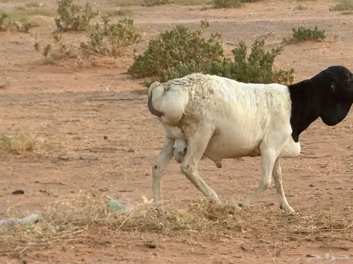 برابر وسواكن مرابي 31