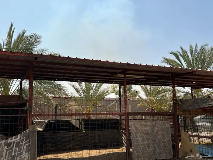 مضلات للحلال 2