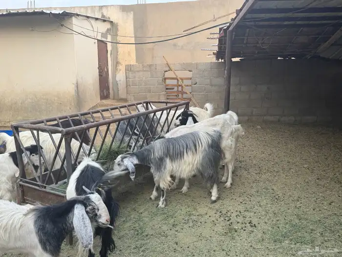 معزى وحريات بو تركي بالخرج خيارك الأفضل إذا دراهمك واجد ياحب 19