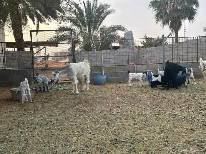 معزى وحريات بو تركي بالخرج خيارك الأفضل إذا دراهمك واجد ياحب 10