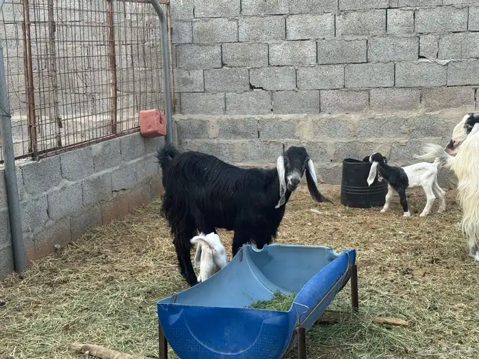 معزى وحريات بو تركي بالخرج خيارك الأفضل إذا دراهمك واجد ياحب 26