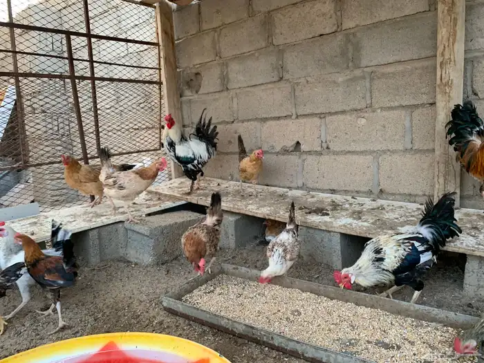 دجاج كفو موقع بيشه جميع بيع جمله . 7