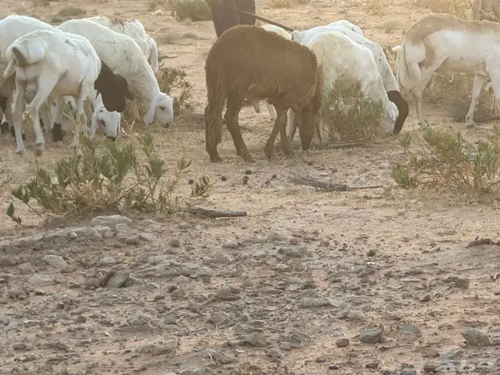 برابر وسواكن مرابي 64