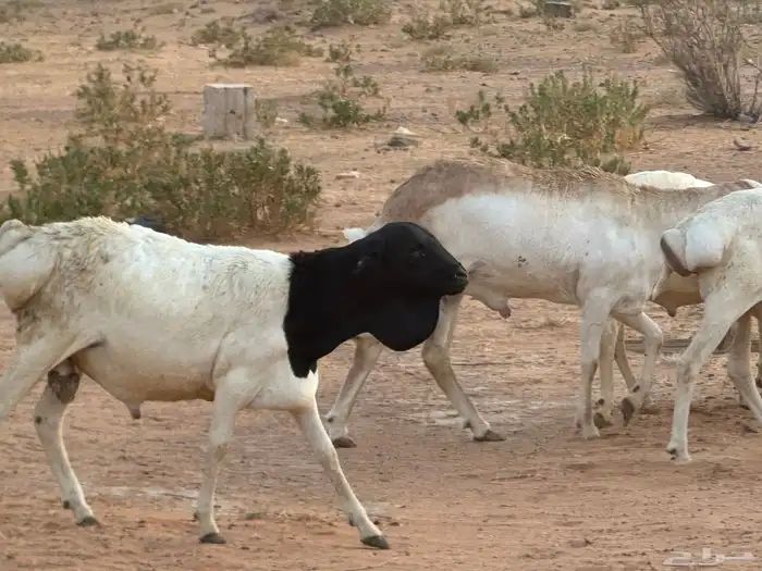 برابر وسواكن مرابي 76