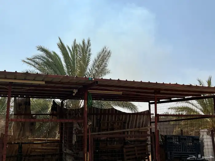 مضلات للحلال 4