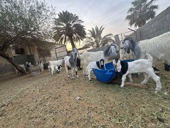 معزى وحريات بو تركي بالخرج خيارك الأفضل إذا دراهمك واجد ياحب 0