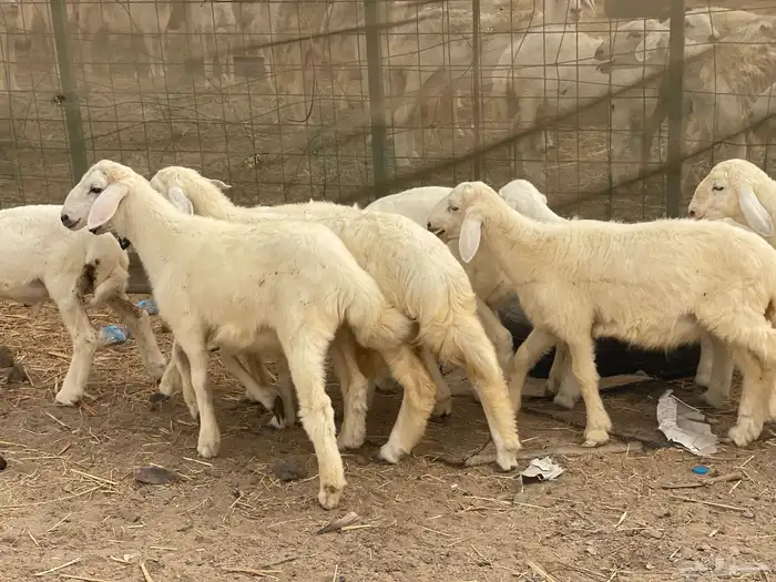 غنم حريات مراح وحد ولد ودفيع غنم كفو منوة القاني 23