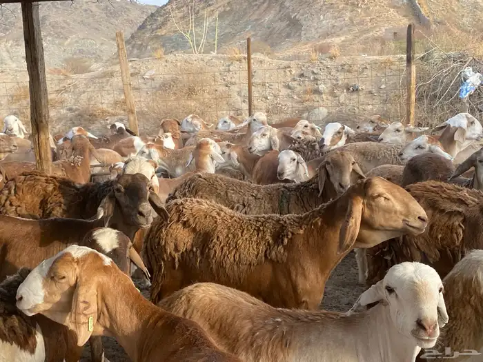طليان سواكني حمري وزن للمناسبات 8