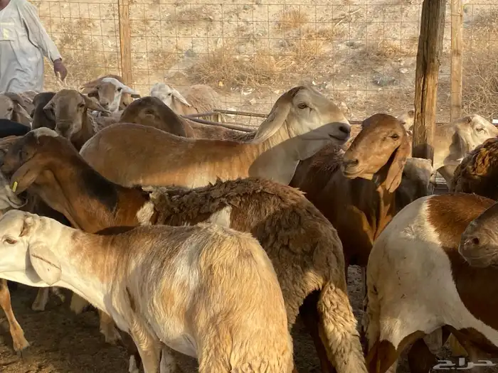 طليان سواكني حمري وزن للمناسبات 7