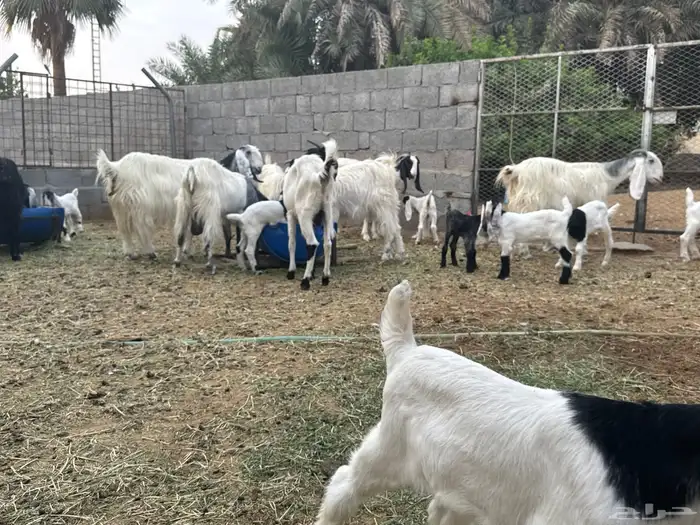 معزى وحريات بو تركي بالخرج خيارك الأفضل إذا دراهمك واجد ياحب 11