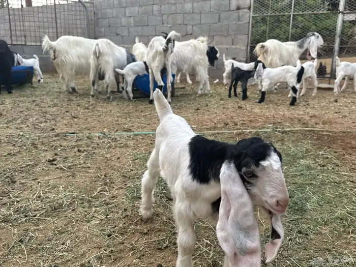 معزى وحريات بو تركي بالخرج خيارك الأفضل إذا دراهمك واجد ياحب 12