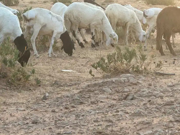 برابر وسواكن مرابي 62