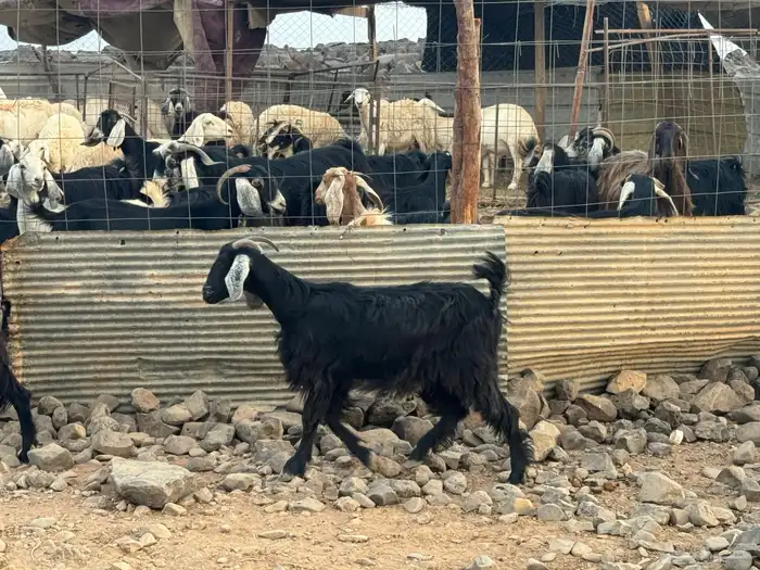 جفار ثنوات بالفحل. تم البيع 4